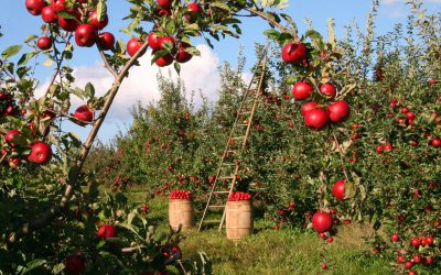 Czy w Sadach Żoliborskich można dalej zbierać jabłka?